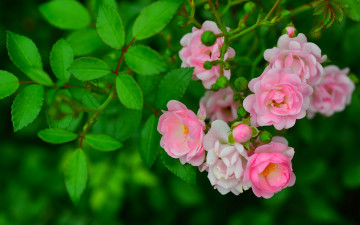 Картинка цветы розы шиповник листья ветка бутончики роза