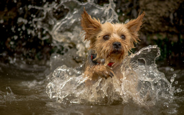 Картинка животные собаки брызги вода собака йорк йоркширский терьер