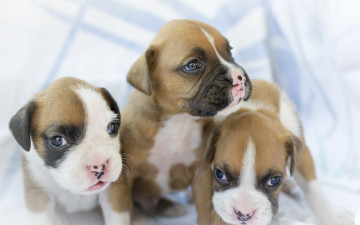 Картинка животные собаки троица трио боксёр малыши щенки