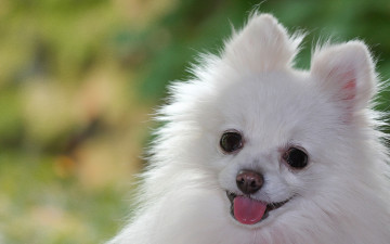 Картинка животные собаки язык мордочка белая собака померанец померанский шпиц
