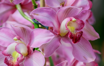Картинка цветы орхидеи цимбидиум орхидея экзотика макро
