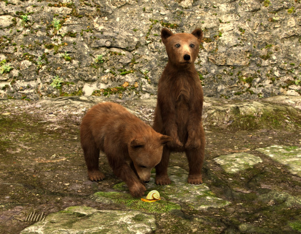 Обои картинки фото 3д графика, животные , animals, медвежата