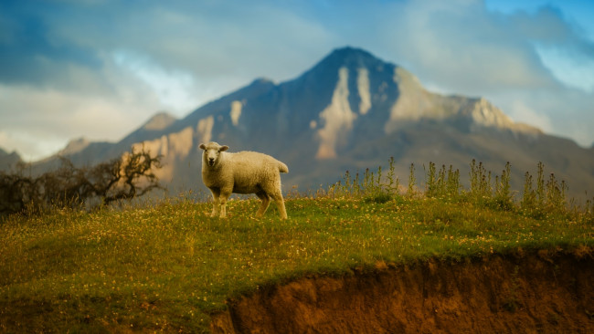 Обои картинки фото животные, овцы,  бараны, горы, трава, небо, овца