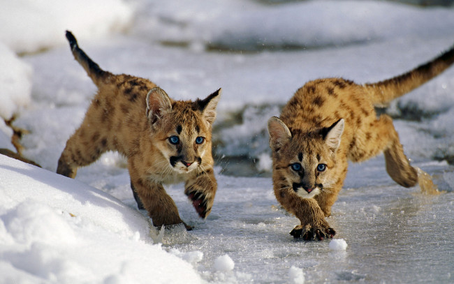 Обои картинки фото животные, львы, зима, снег, лед, горные, львята, сша, uinta, national, forest, юта, кошки