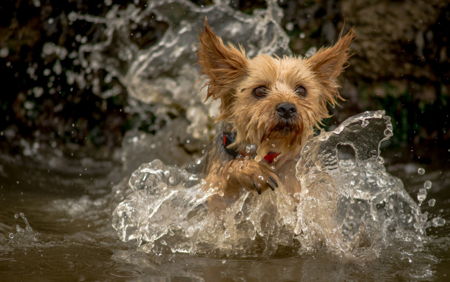 Обои картинки фото животные, собаки, брызги, вода, собака, йорк, йоркширский, терьер