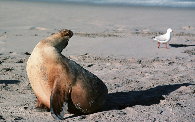 Обои картинки фото животные, тюлени,  морские львы,  морские котики, тюлень, берег, тень, чайка