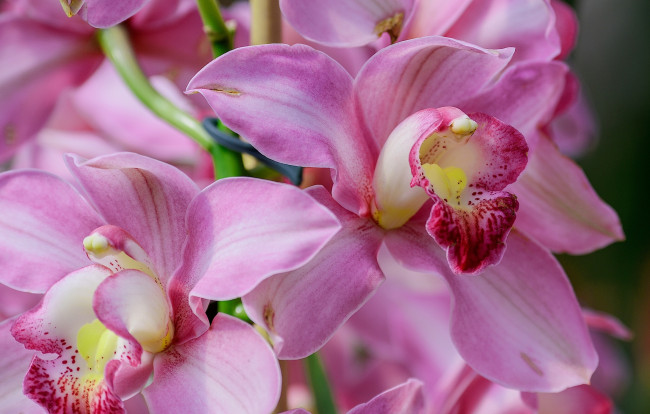 Обои картинки фото цветы, орхидеи, цимбидиум, орхидея, экзотика, макро