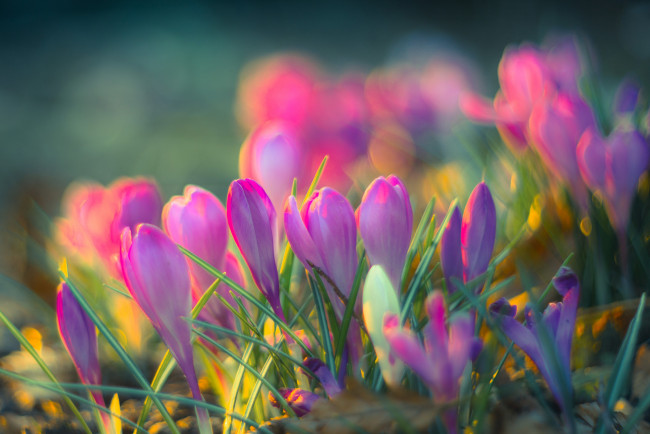 Обои картинки фото цветы, крокусы, боке, весна