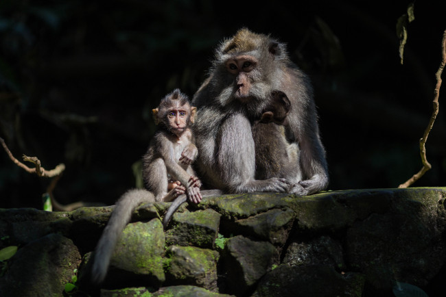 Обои картинки фото животные, обезьяны, семья