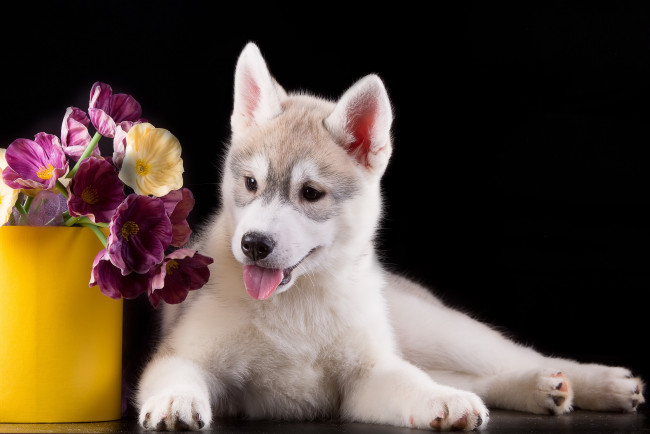 Обои картинки фото животные, собаки, цветы, хаски, щенок