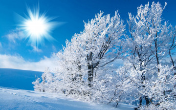 Картинка природа зима пейзаж иней деревья лес снег