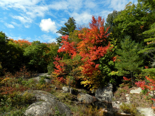 Обои картинки фото природа, деревья, осень, камни