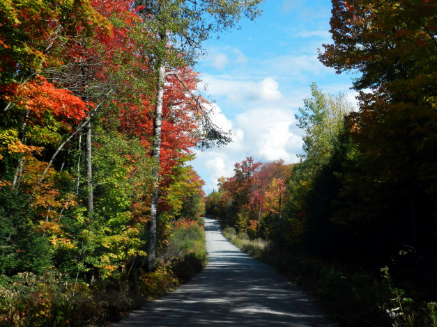 Обои картинки фото природа, дороги, осень, деревья, дорога, проселочная, лес