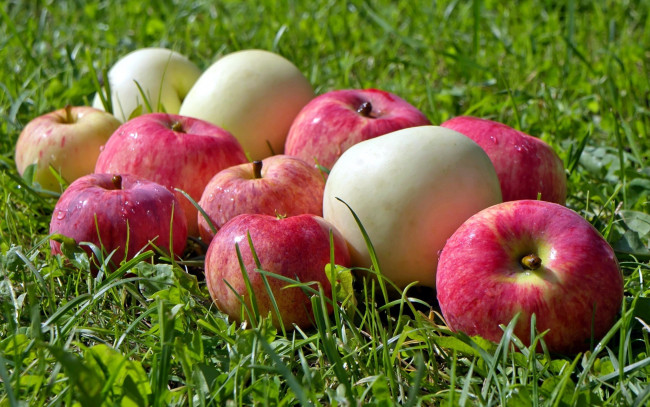 Обои картинки фото еда, Яблоки, капли, яблоки, трава