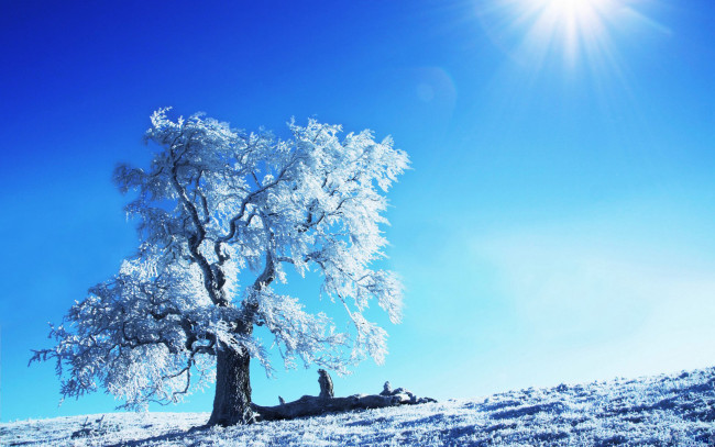 Обои картинки фото природа, деревья, снег, дерево, иней, утро, зима