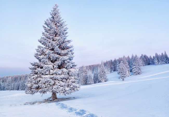 Обои картинки фото природа, деревья, зима, снег, ель, дерево