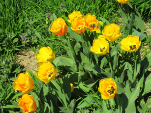 обоя цветы, тюльпаны, весна, 2018, апрель