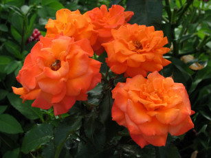 Картинка цветы розы персиковые куст