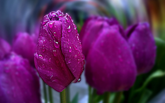 Обои картинки фото цветы, тюльпаны, лиловые, капли, бутоны