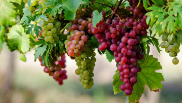 Картинка природа ягоды +виноград виноград спелый грозди