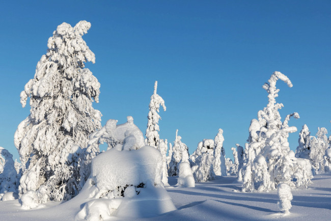 Обои картинки фото природа, зима, деревья, сугробы, снег
