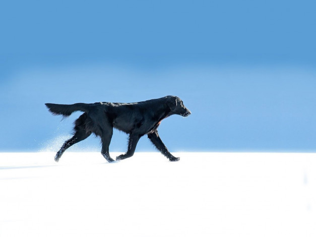Обои картинки фото животные, собаки, пёс, собака, бег, снег, зима