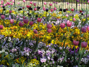 Картинка цветы разные вместе забор