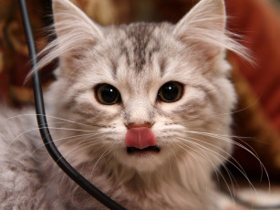 Картинка животные коты язык