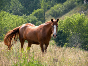 Картинка животные лошади трава деревья конь