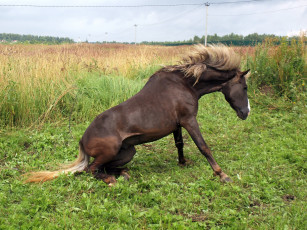 Картинка животные лошади жеребец конь