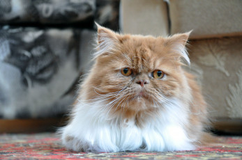 Картинка животные коты персидский кот перс