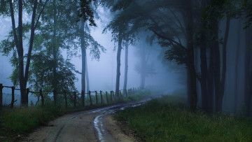 обоя природа, дороги, туман, дорога, лес