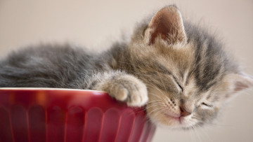 Картинка животные коты сон котёнок
