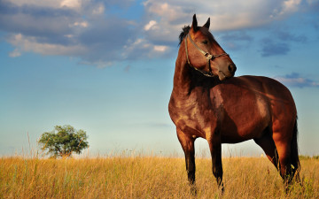 Картинка животные лошади дерево небо трава жеребец