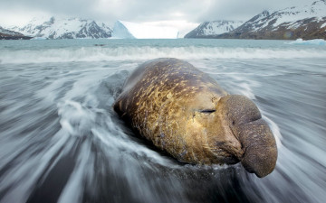 Картинка животные морские коровы слоны горы морской слон арктика океан