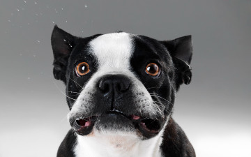 Картинка животные собаки черный белый