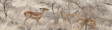 Картинка животные антилопы сафари