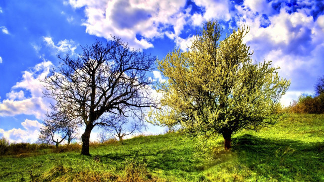 Обои картинки фото природа, деревья, небо, облака