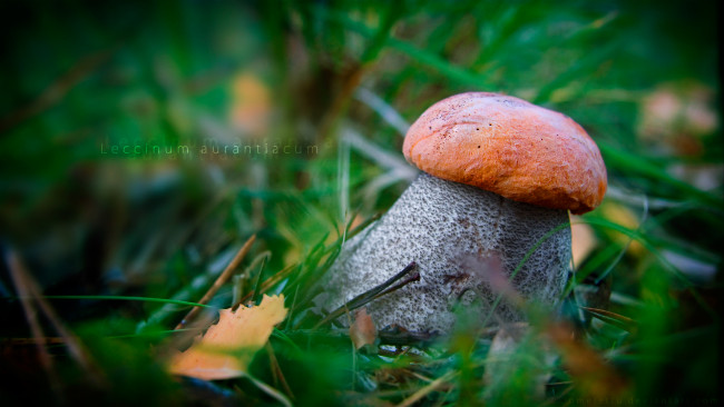Обои картинки фото природа, грибы, гриб, подосиновик, красный