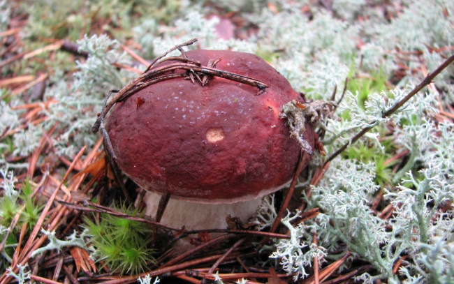 Обои картинки фото природа, грибы, лес, гриб, трава, мох