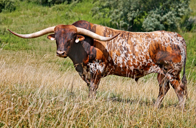 Обои картинки фото животные, коровы, буйволы, большой, рога, бвк