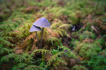Картинка природа грибы макро парочка