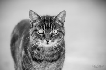 Картинка животные коты черно-белое мордочка кошка