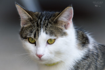 Картинка животные коты глаза мордочка кошка