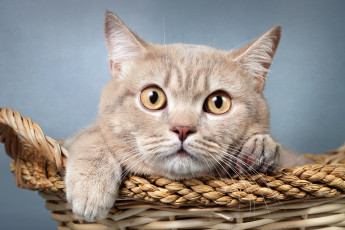 Картинка животные коты глазища
