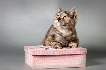 Картинка животные коты коробка