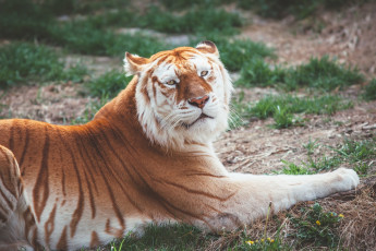 Картинка золотой+тигр животные тигры кошка отдых лежит