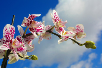 Картинка цветы орхидеи небо