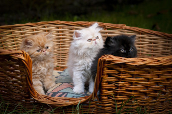 Картинка животные коты кошки корзина