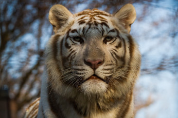 Картинка животные тигры морда белый кошка
